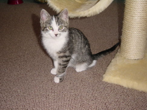 Picture of a cat / kitten / feline