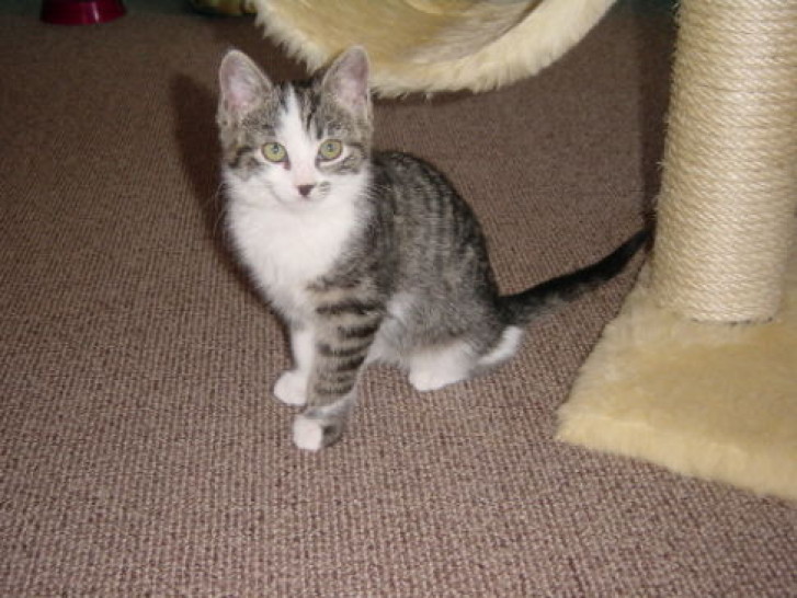 Picture of a cat / kitten / feline