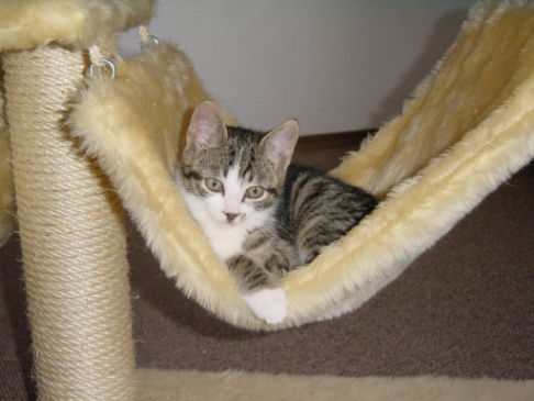 Picture of a cat / kitten / feline