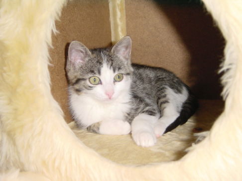 Picture of a cat / kitten / feline