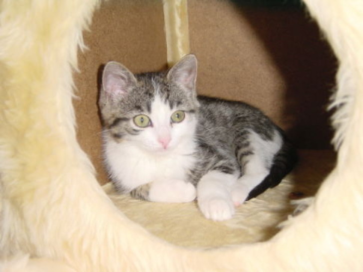 Picture of a cat / kitten / feline