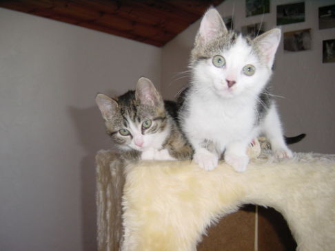 Picture of a cat / kitten / feline