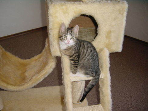 Picture of a cat / kitten / feline