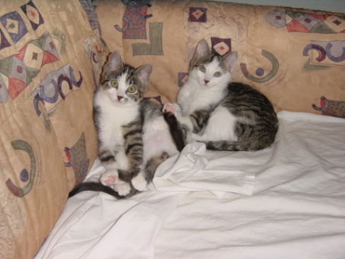 Picture of a cat / kitten / feline