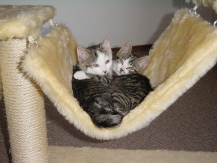 Picture of a cat / kitten / feline