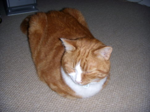 Picture of a cat / kitten / feline