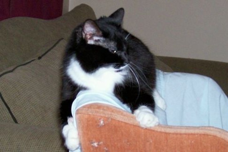 Picture of a cat / kitten / feline