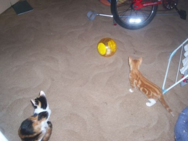 Picture of a cat / kitten / feline