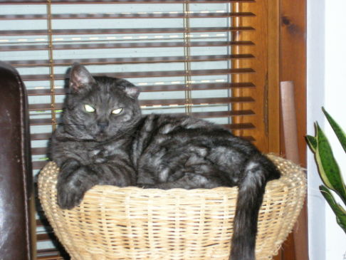 Picture of a cat / kitten / feline