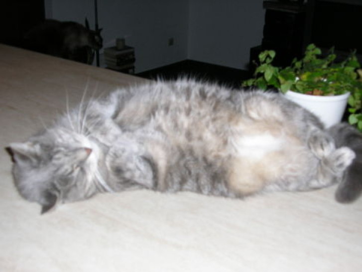 Picture of a cat / kitten / feline