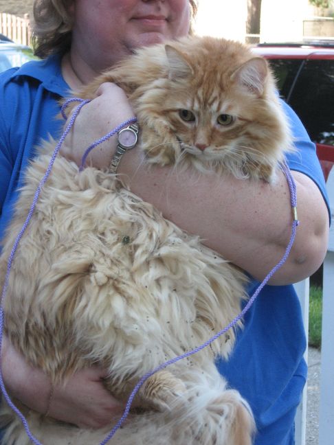 Picture of a cat / kitten / feline