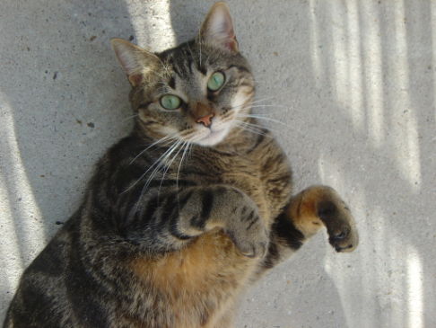 Picture of a cat / kitten / feline