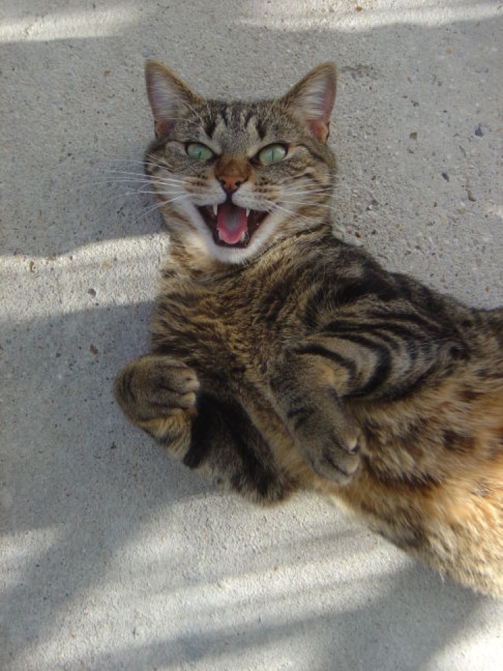 Picture of a cat / kitten / feline