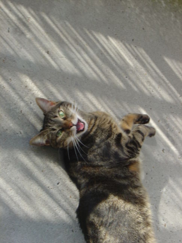 Picture of a cat / kitten / feline