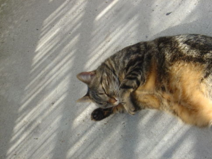 Picture of a cat / kitten / feline