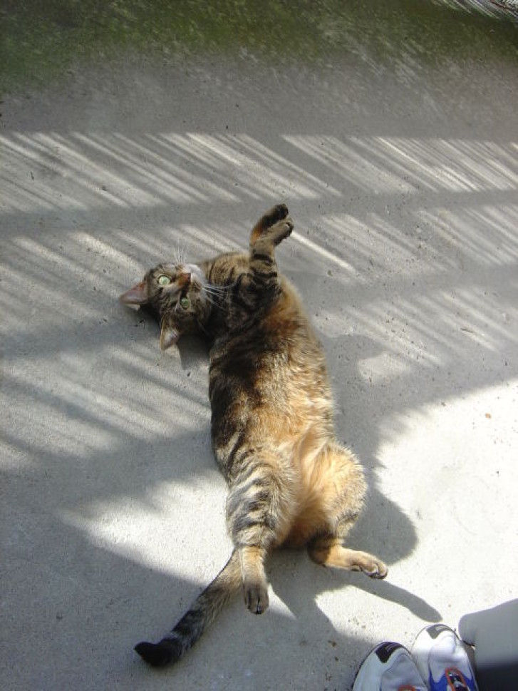 Picture of a cat / kitten / feline