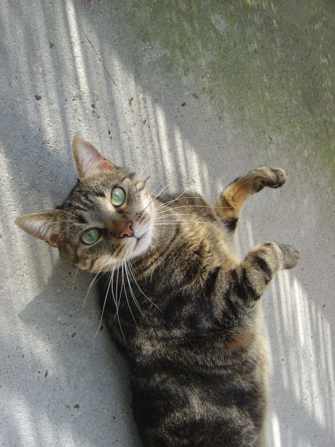 Picture of a cat / kitten / feline