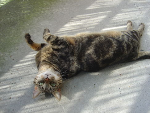 Picture of a cat / kitten / feline