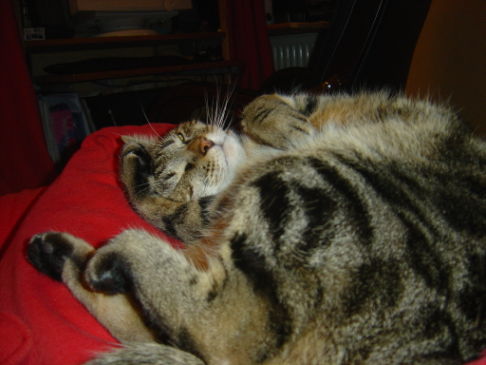 Picture of a cat / kitten / feline