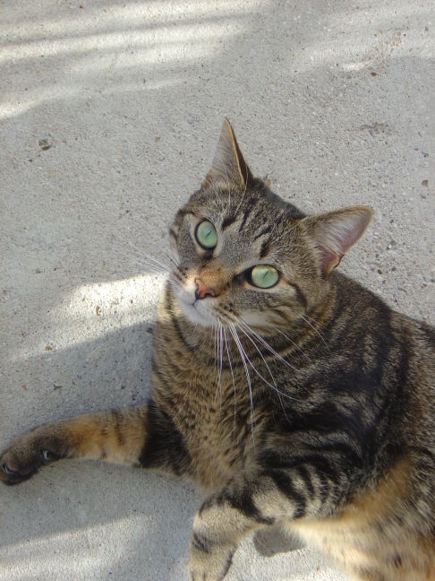 Picture of a cat / kitten / feline