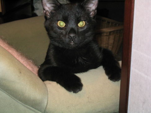 Picture of a cat / kitten / feline