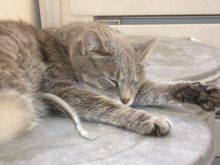 Picture of a cat / kitten / feline