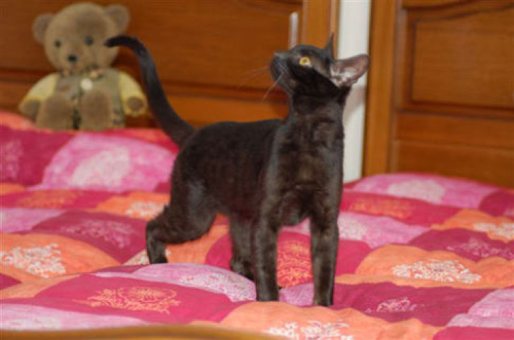 Picture of a cat / kitten / feline