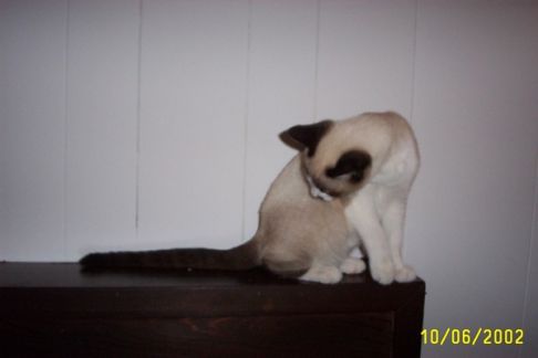 Picture of a cat / kitten / feline