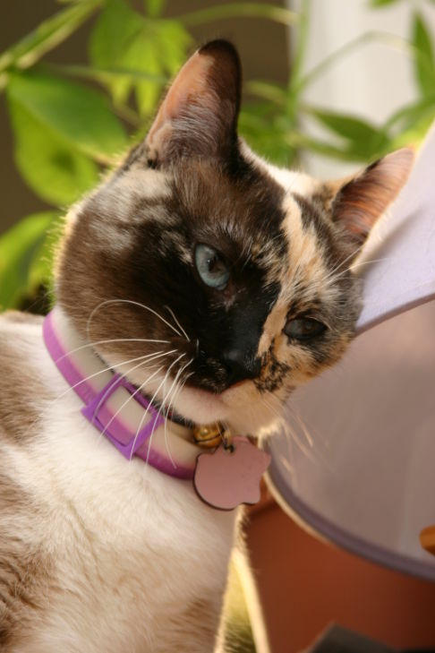 Picture of a cat / kitten / feline