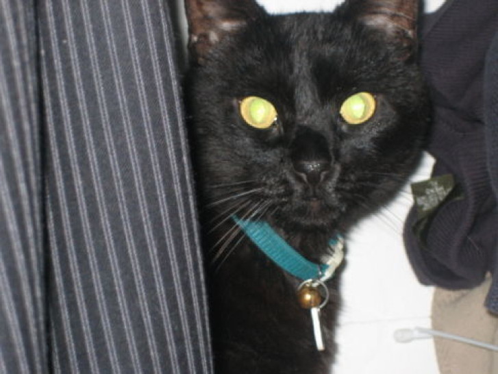 Picture of a cat / kitten / feline