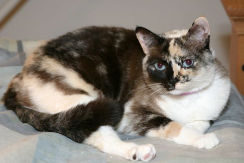 Picture of a cat / kitten / feline