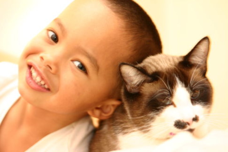 Picture of a cat / kitten / feline