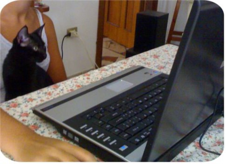 Picture of a cat / kitten / feline