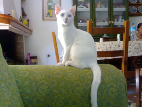 Picture of a cat / kitten / feline