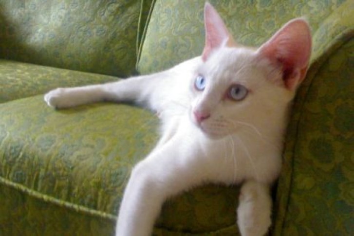 Picture of a cat / kitten / feline