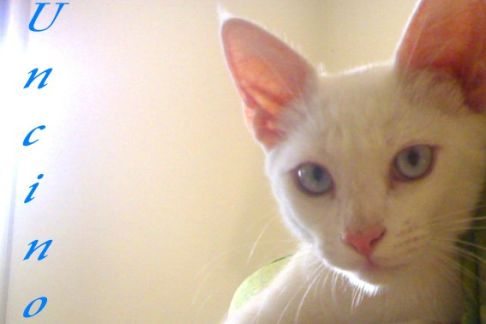 Picture of a cat / kitten / feline