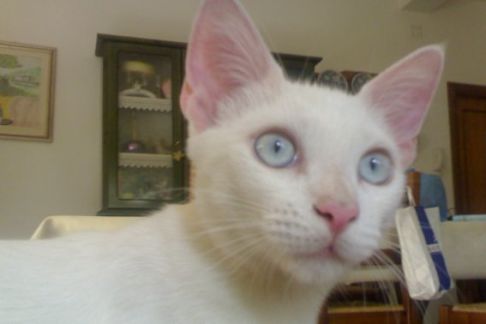 Picture of a cat / kitten / feline