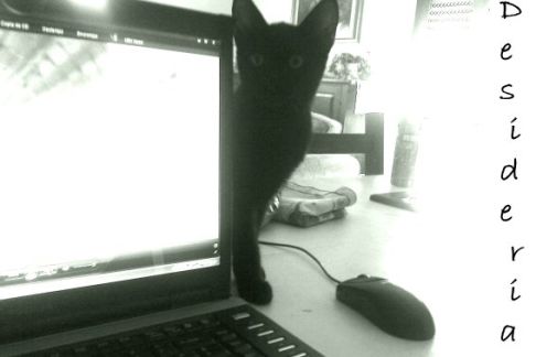 Picture of a cat / kitten / feline