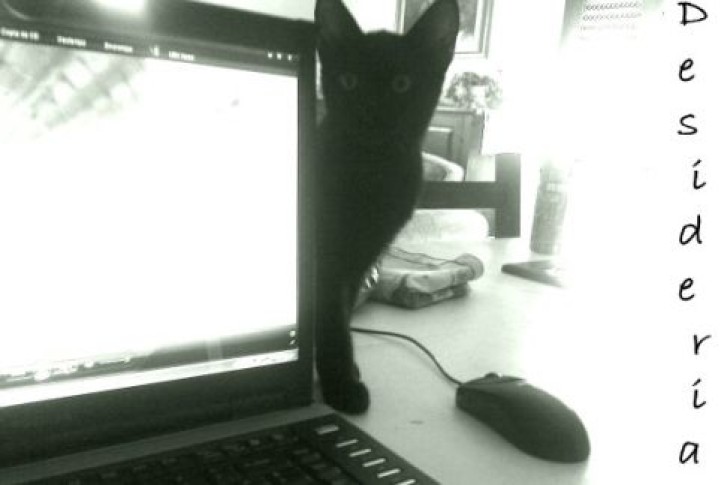 Picture of a cat / kitten / feline