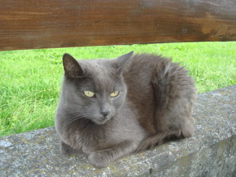 Picture of a cat / kitten / feline