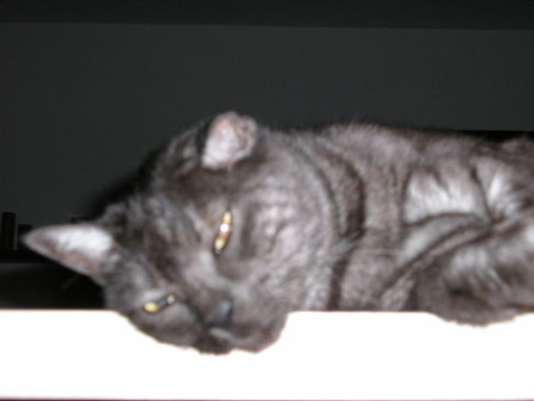 Picture of a cat / kitten / feline