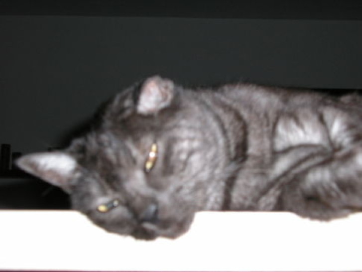 Picture of a cat / kitten / feline