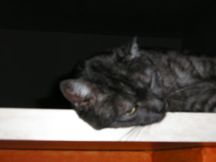 Picture of a cat / kitten / feline