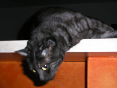 Picture of a cat / kitten / feline