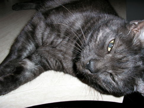 Picture of a cat / kitten / feline