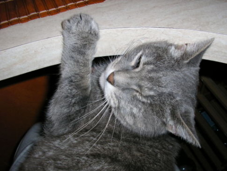 Picture of a cat / kitten / feline