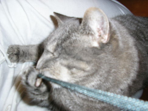 Picture of a cat / kitten / feline