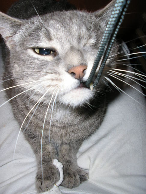 Picture of a cat / kitten / feline