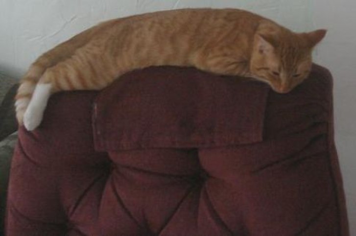 Picture of a cat / kitten / feline