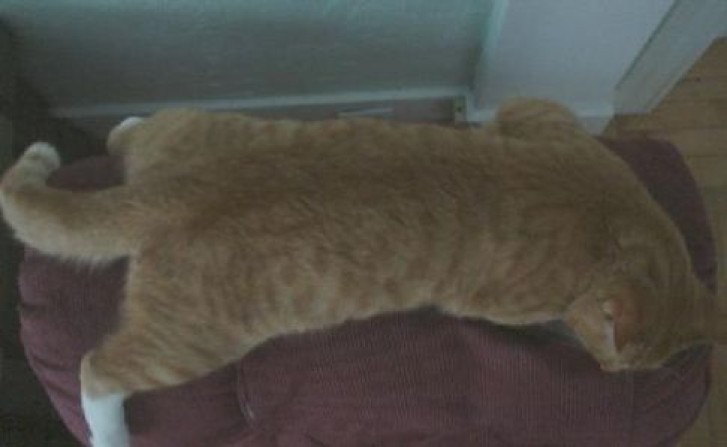 Picture of a cat / kitten / feline